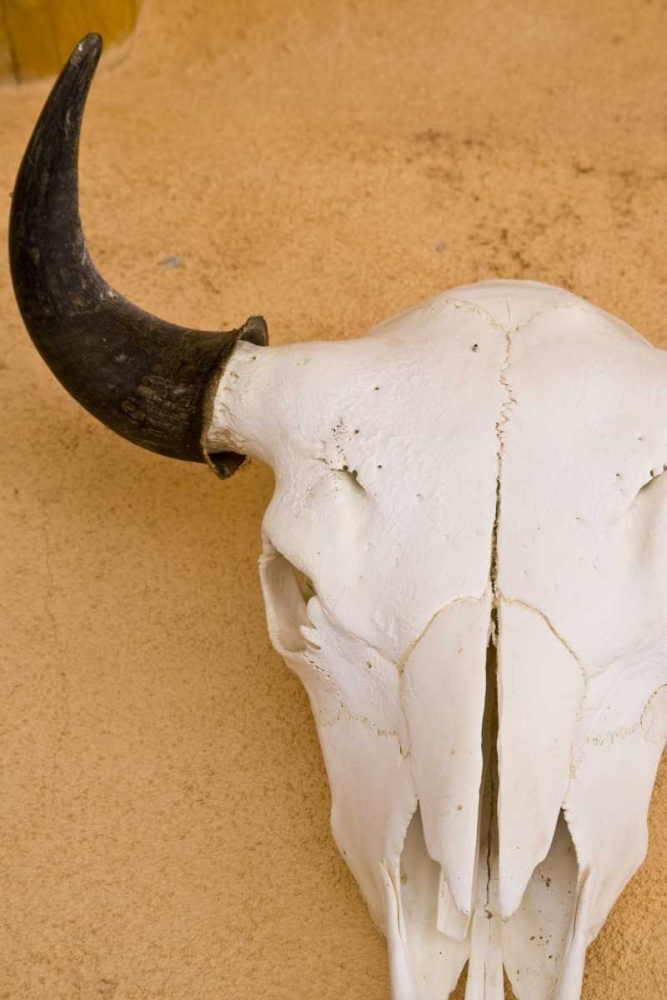 New Mexico, Santa Fe Animal skull on wall